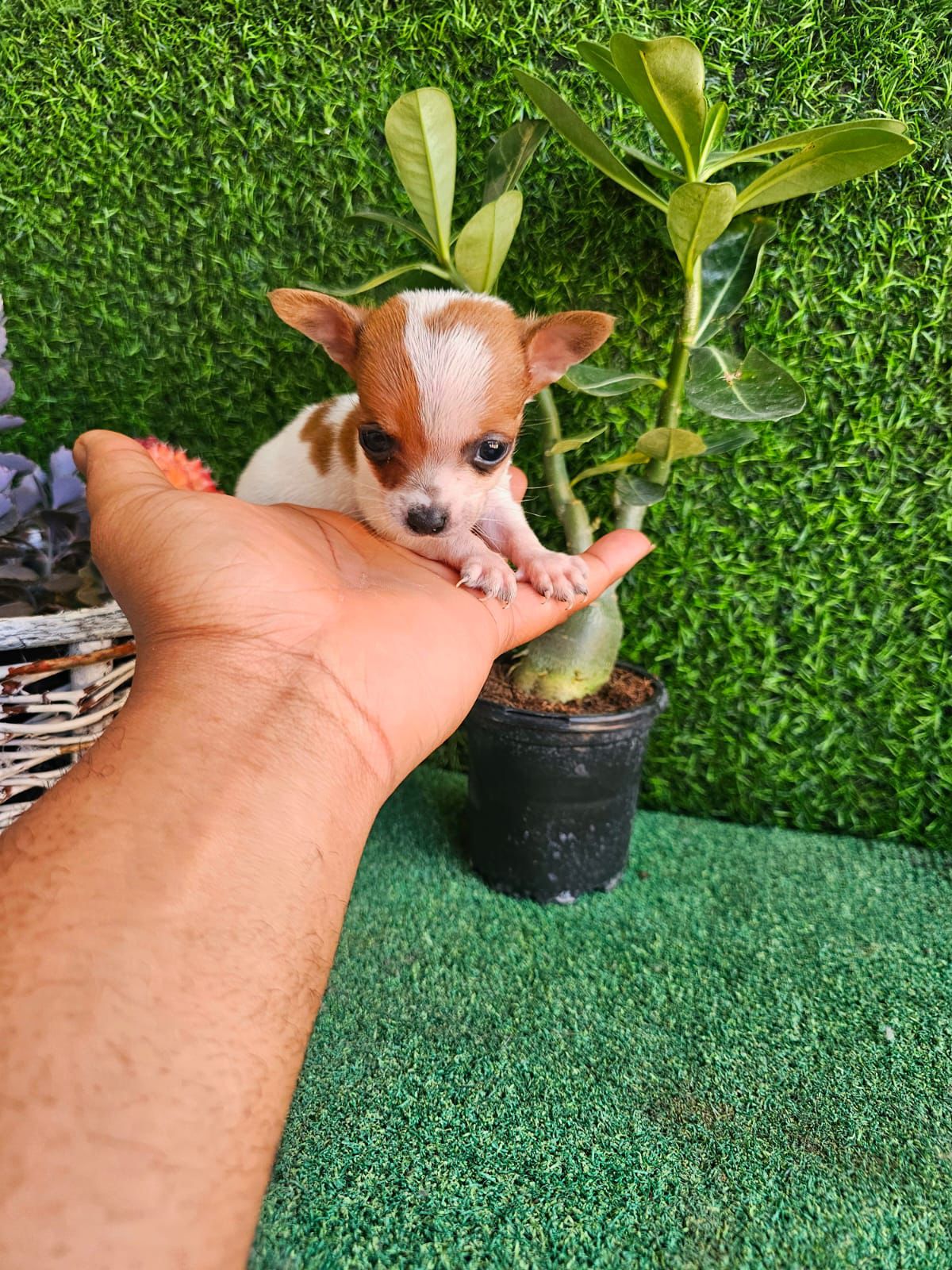 OFERTA CACHORRO CHIHUAHUA MACHO EN SANTO DOMINGO Y VACUNA AL DIA  Foto 7305912-2.jpg