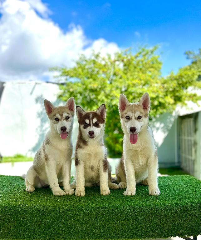 OFERTA CACHORRO HUSKY AMBOS SEXO EN SANTO DOMINGO Y VACUNA AL DIA  Foto 7305913-1.jpg