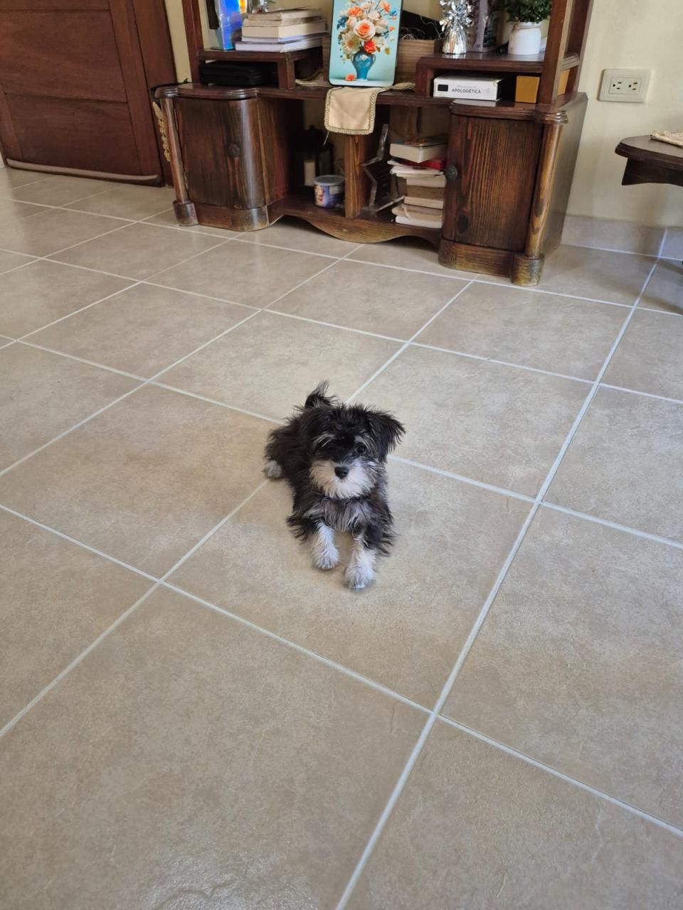 OFERTA CACHORRO SCHNAUZER MINI HEMBRA EN UBICADO EN SANTO DOMINGO Y TI Foto 7306077-1.jpg