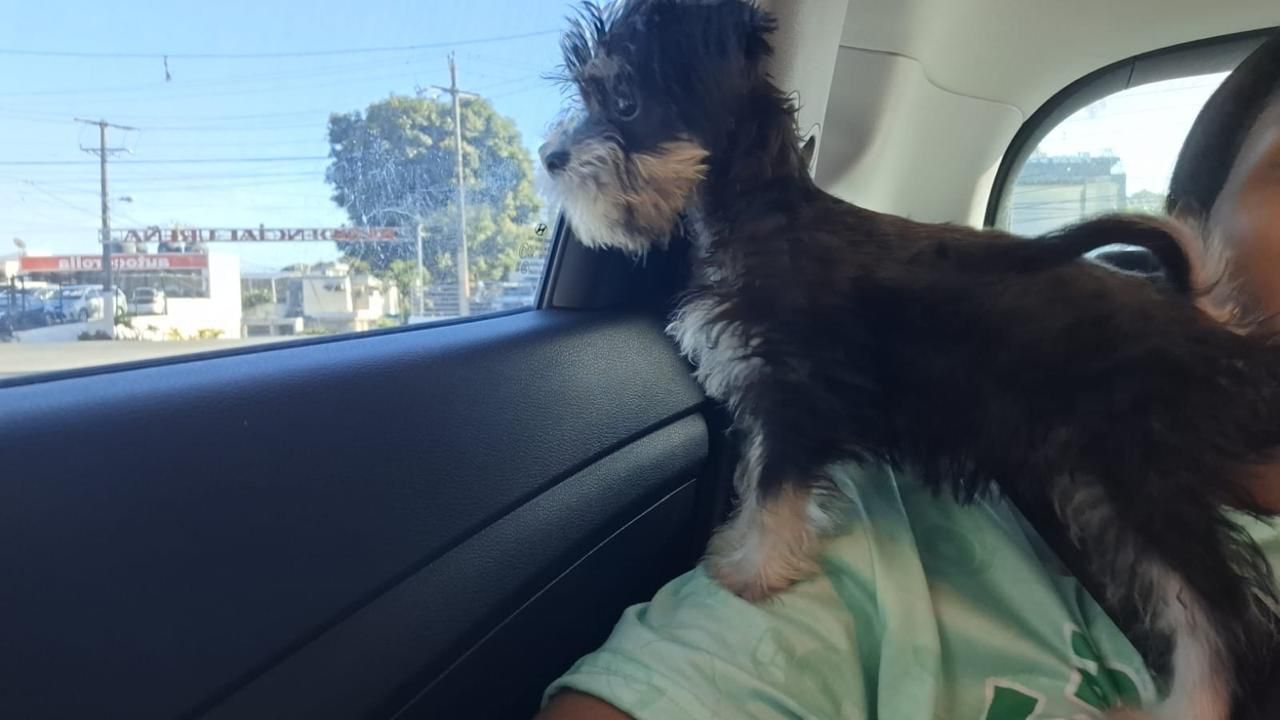 OFERTA CACHORRO SCHNAUZER MINI HEMBRA EN UBICADO EN SANTO DOMINGO Y TI Foto 7306077-2.jpg