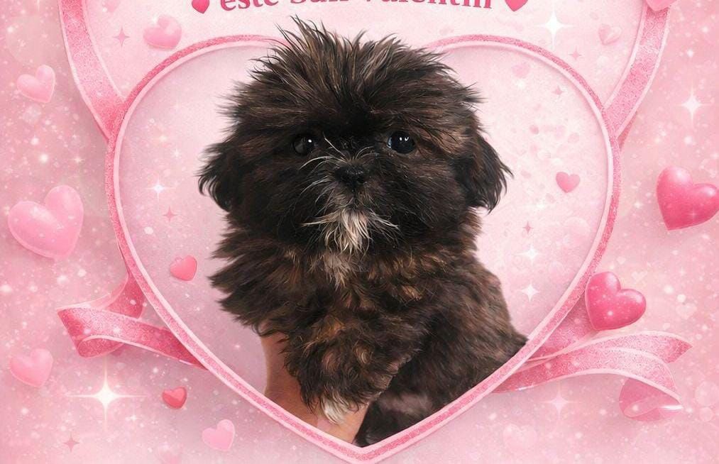 OFERTA CACHORRO SHIH TZU MACHO EN SANTO DOMINGO Y VACUNADOS  Foto 7306200-1.jpg