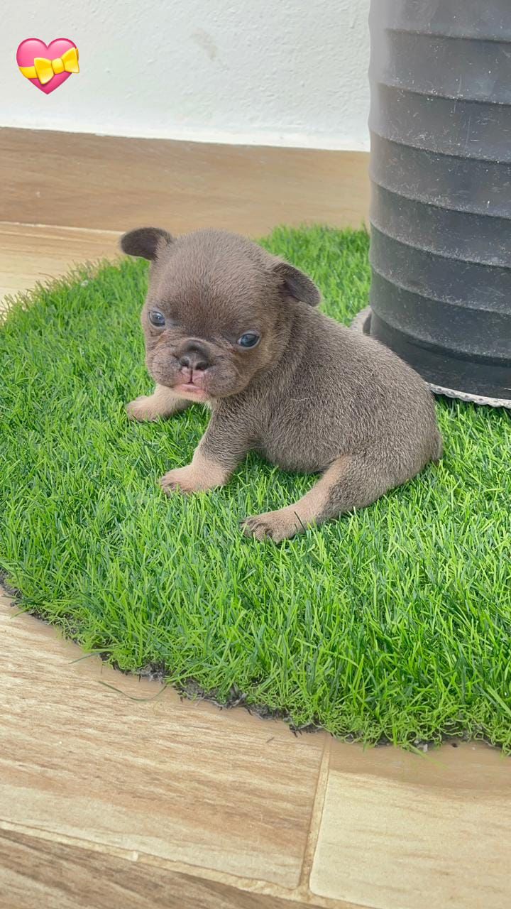 OFERTA CACHORRO BULLDOG FRANCES HEMBRA LIAC AND TAN  CON SU VACUNA AL  Foto 7306223-1.jpg