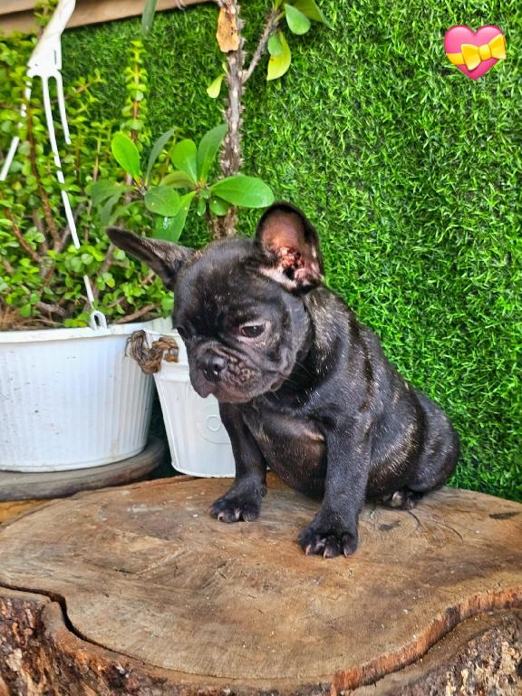 OFERTA CACHORRO BULLDOG FRANCES HEMBRA CON SU VACUNA AL DIA  Foto 7306224-1.jpg
