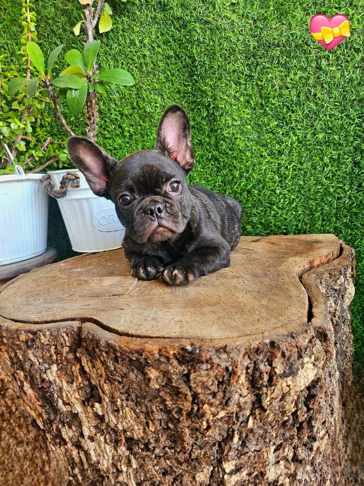 OFERTA CACHORRO BULLDOG FRANCES HEMBRA CON SU VACUNA AL DIA  Foto 7306224-2.jpg