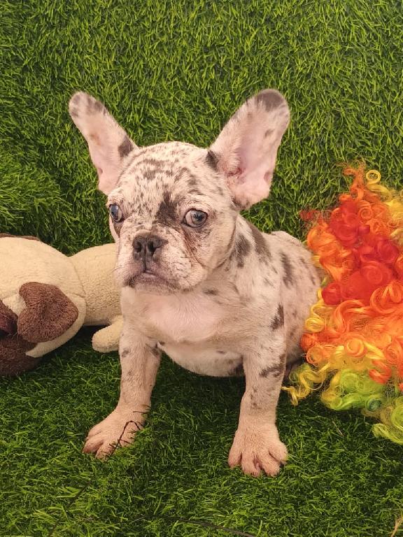 OFERTA CACHORRO BULLDOG FRANCES HEMBRA MERLE CON SU VACUNA AL DIA  Foto 7306225-1.jpg