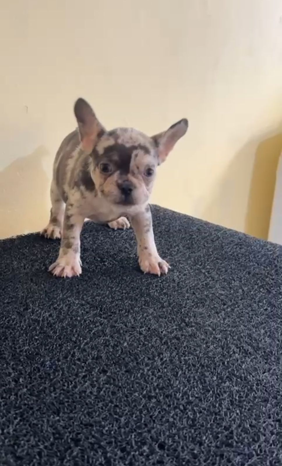 OFERTA CACHORRO BULLDOG FRANCES HEMBRA EN SANTO DOMINGO Y VACUNA AL DI Foto 7306226-1.jpg