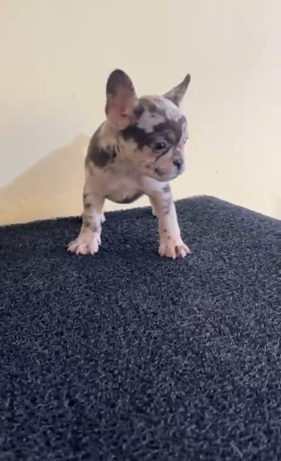 OFERTA CACHORRO BULLDOG FRANCES HEMBRA EN SANTO DOMINGO Y VACUNA AL DI Foto 7306226-2.jpg