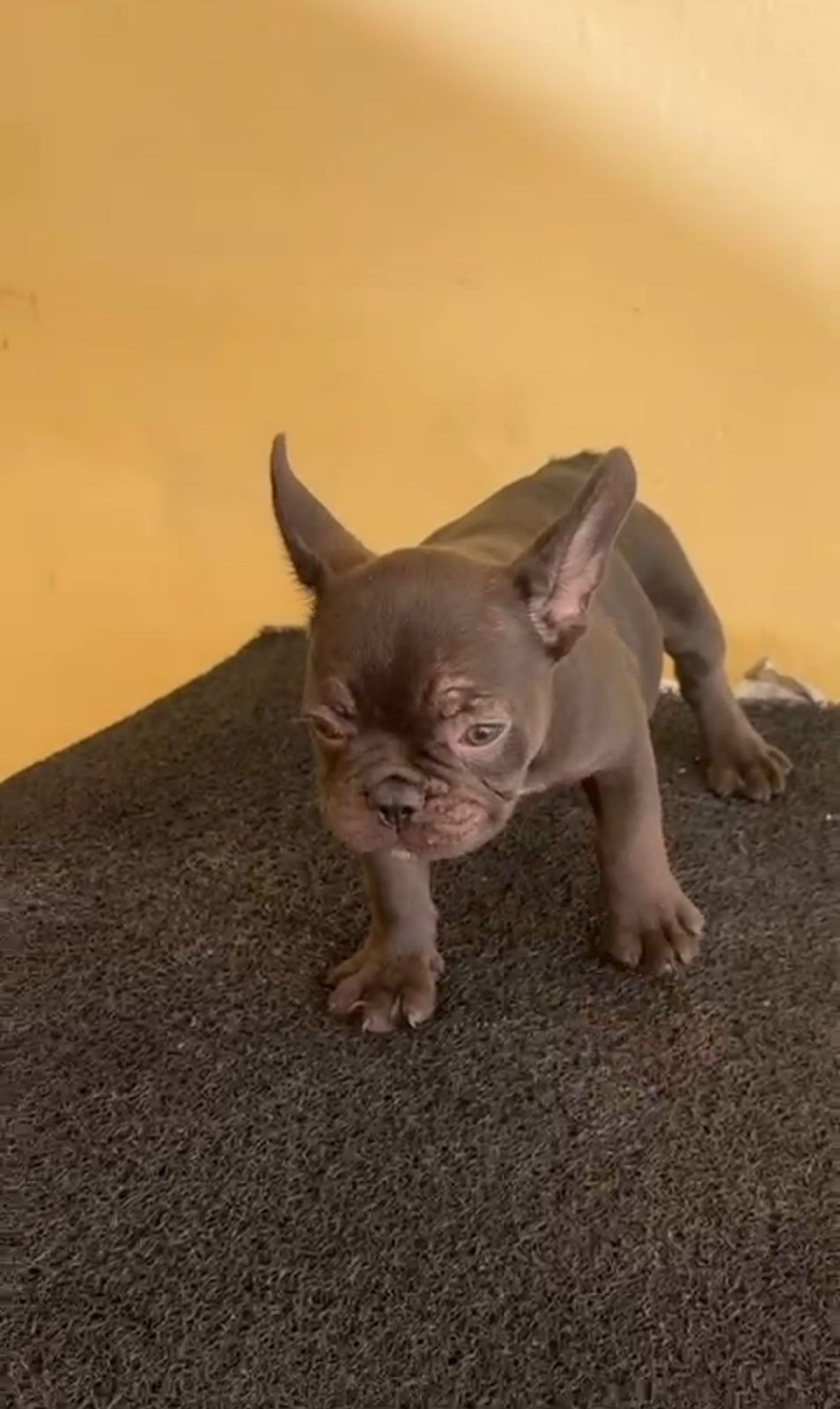 OFERTA CACHORRO BULLDOG FRANCES HEMBRA EN SANTO DOMINGO Y VACUNA AL DI Foto 7306226-3.jpg