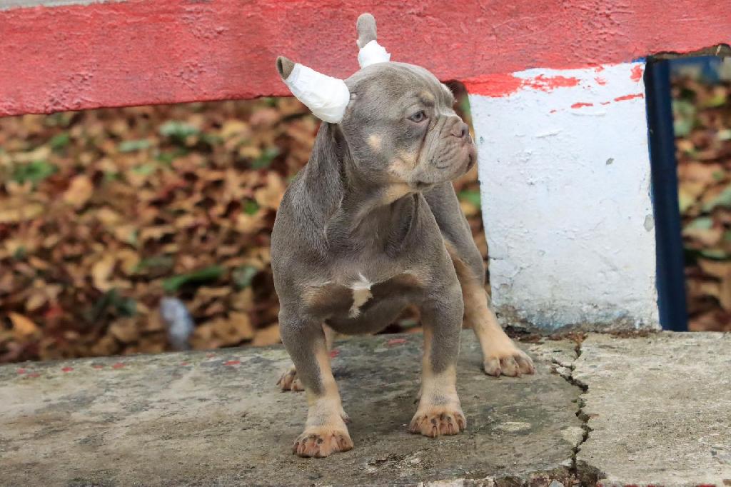 OFERTA CACHORRO BULLDOG FRANCES MACHO CON SU VACUNA AL DIA EN SANTO DO Foto 7306227-1.jpg