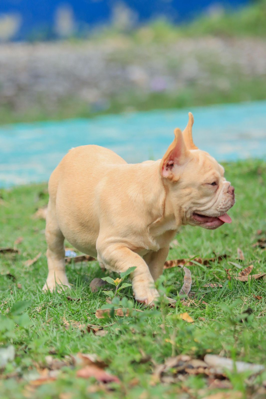 OFERTA CACHORRO BULLDOG FRANCES MACHO CON SU VACUNA AL DIA EN SANTO DO Foto 7306227-2.jpg