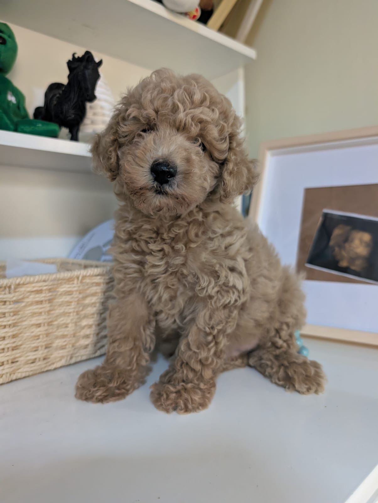 OFERTA CACHORRO POODLE CANICHE MACHO EN SANTO DOMINGO CON TODO AL DIA  Foto 7306228-1.jpg