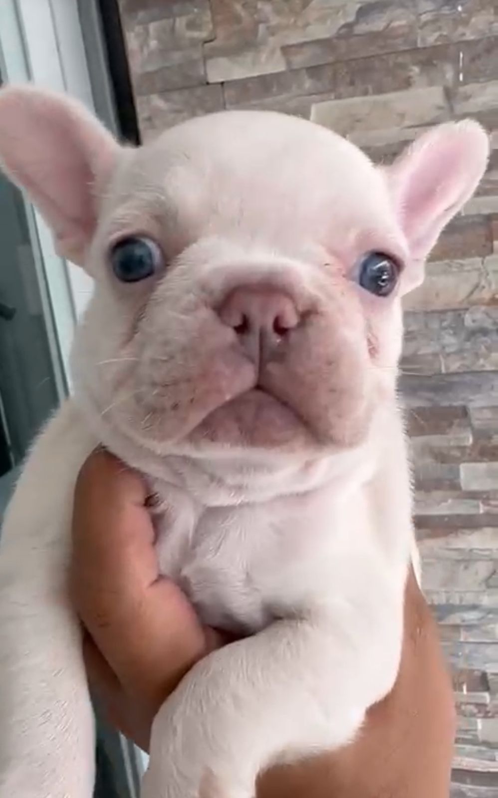 OFERTA CACHORRO BULLDOG FRANCES HEMBRA CON SU VACUNA AL DIA  Foto 7306229-1.jpg
