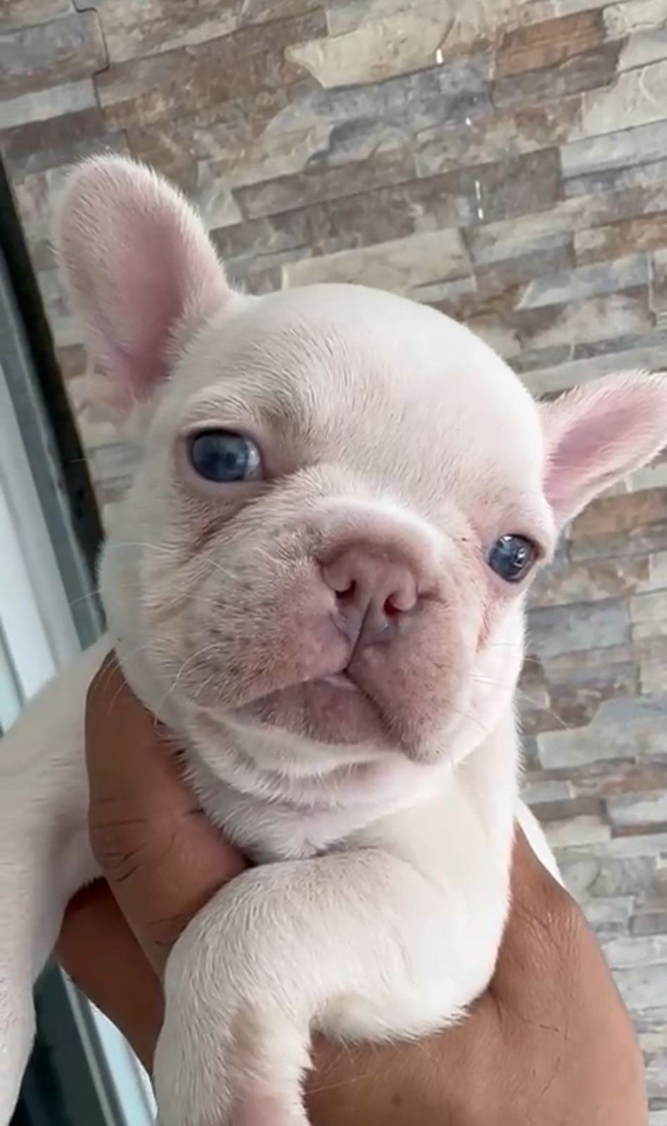 OFERTA CACHORRO BULLDOG FRANCES HEMBRA CON SU VACUNA AL DIA  Foto 7306229-2.jpg