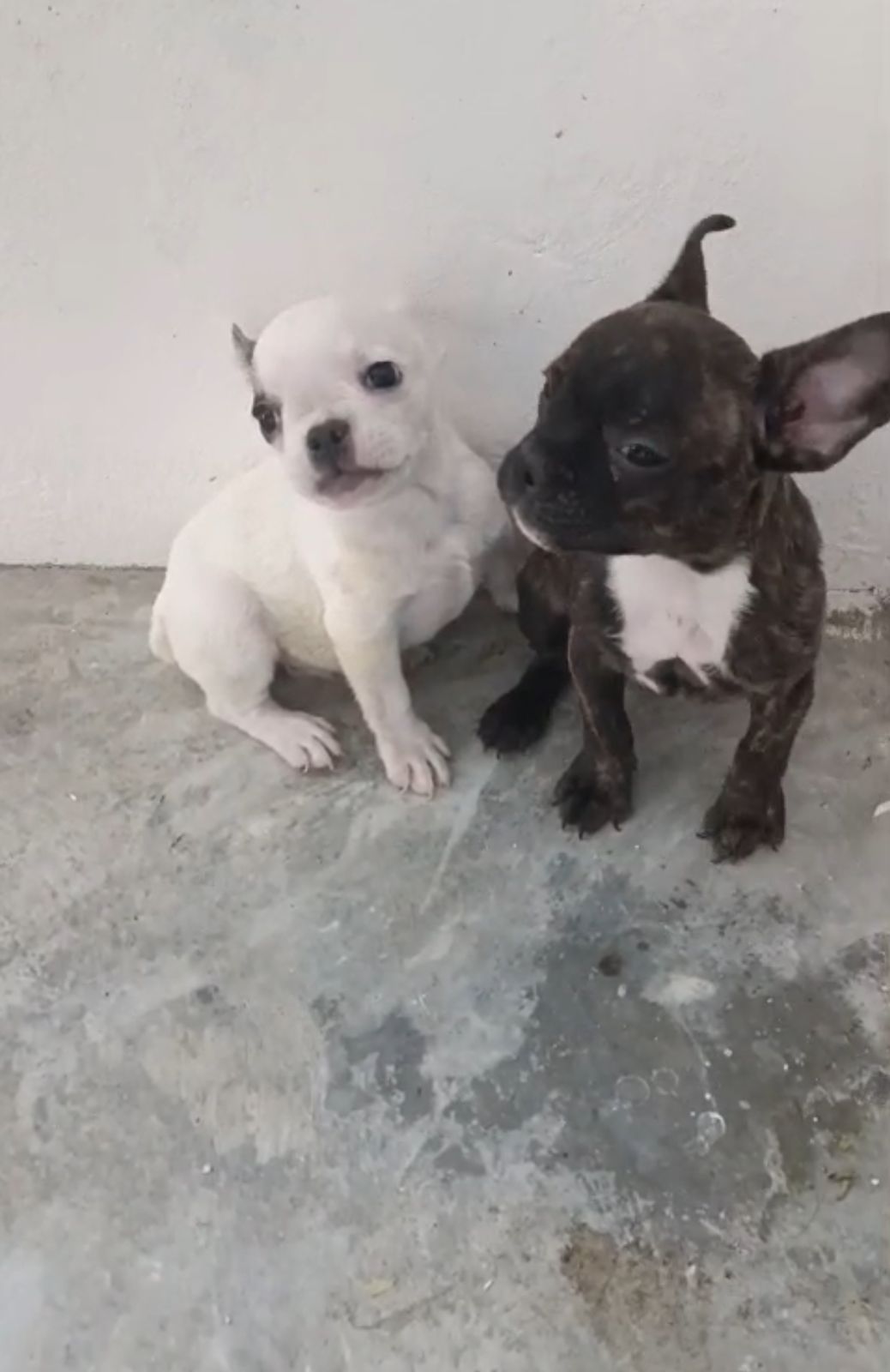 OFERTA CACHORRO BULLDOG FRANCES AMBOS SEXO CON SU VACUNA AL DIA EN SAN Foto 7306231-1.jpg