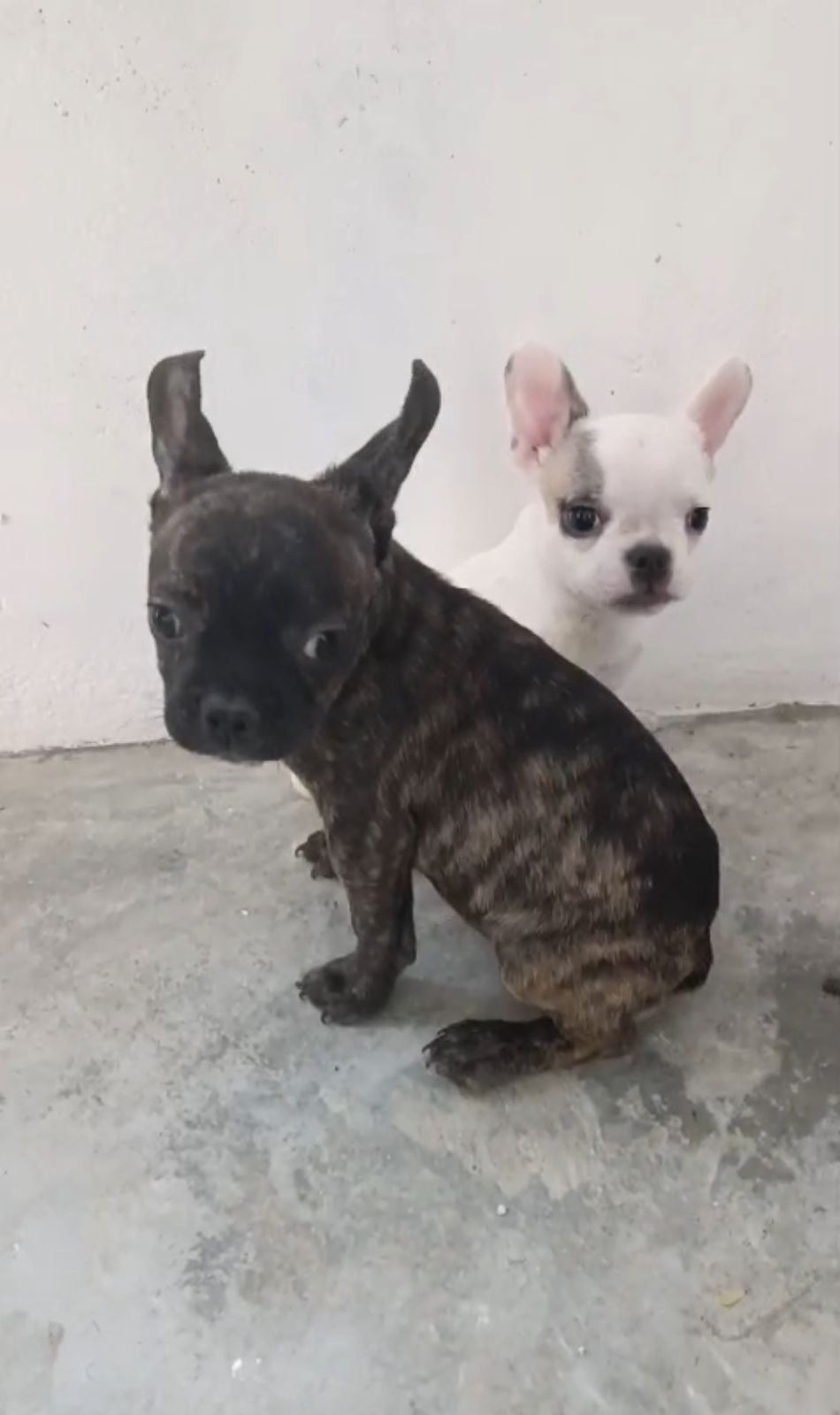 OFERTA CACHORRO BULLDOG FRANCES AMBOS SEXO CON SU VACUNA AL DIA EN SAN Foto 7306231-2.jpg
