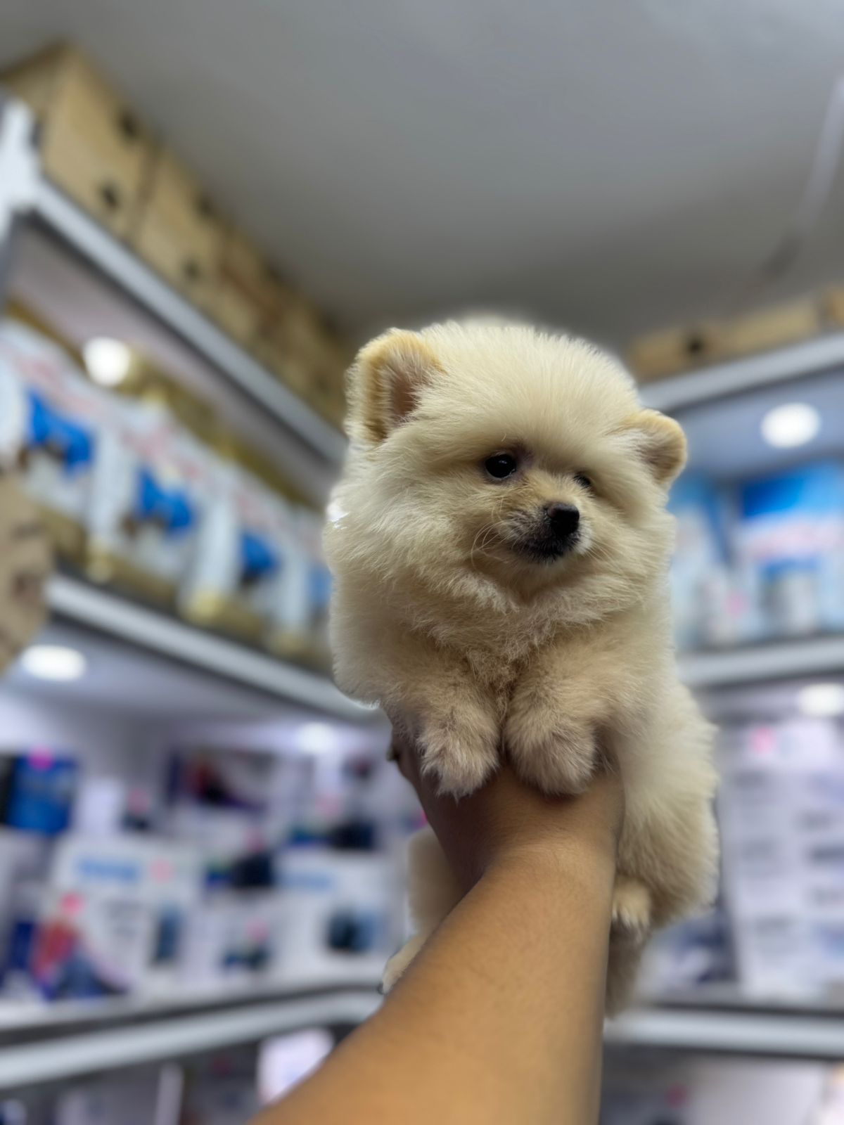 OFERTA CACHORRO POMERANIA MACHO UBICADO EN SANTO DOMINGO Y TIENE SU VA Foto 7306242-1.jpg