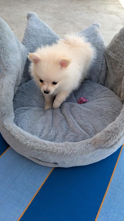 3 Pomerania Cachorras Pomeranian Puppies Foto 7306249-2.jpg