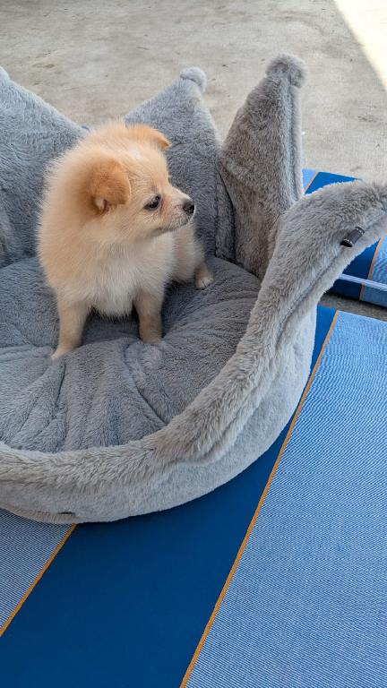3 Pomerania Cachorras Pomeranian Puppies Foto 7306249-3.jpg