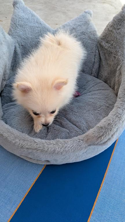 3 Pomerania Cachorras Pomeranian Puppies Foto 7306249-4.jpg