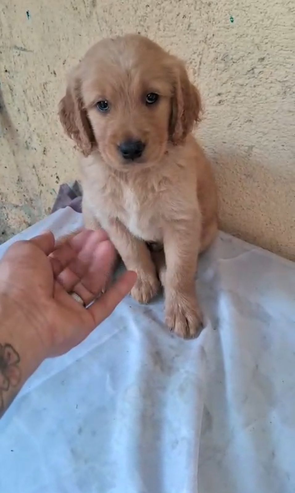 OFERTA CACHORRO GOLDEN RETRIEVER EN SANTO DOMINGO VACUNADOS  Foto 7306311-1.jpg