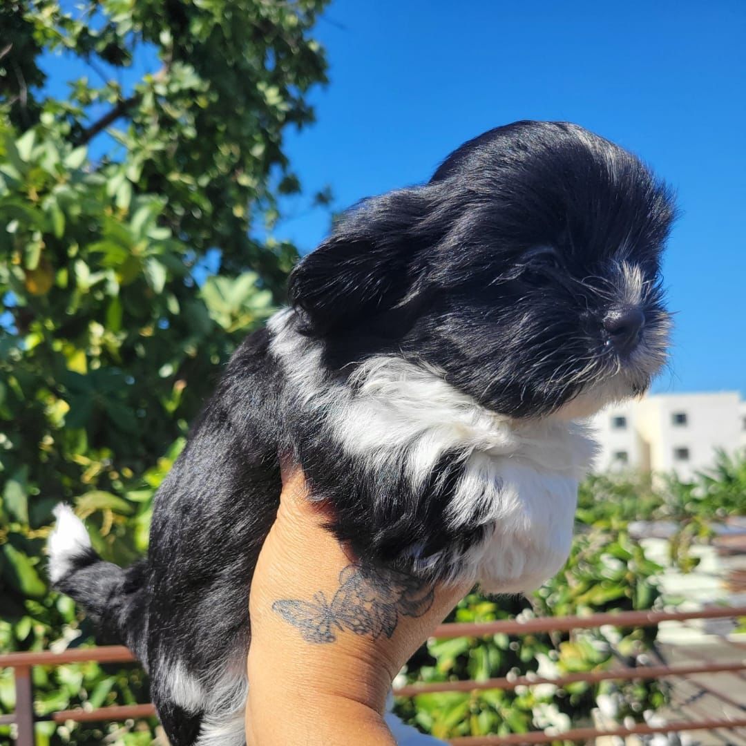 OFERTA CACHORRO SHIH TZU MACHO EN SANTO DOMINGO Y VACUNADOS  Foto 7306312-1.jpg