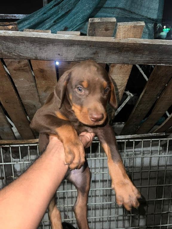OFERTA CACHORRO DOBERMAN AMBOS SEXO EN SANTO DOMINGO Y VACUNA AL DIA  Foto 7306313-1.jpg