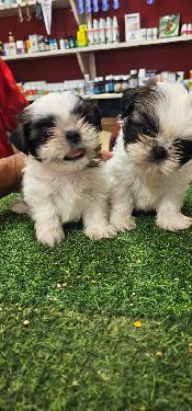 OFERTA CACHORRO SHIH TZU MACHO EN SANTO DOMINGO Y VACUNADOS  Foto 7306314-1.jpg