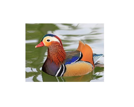 Pareja de exóticos Patos Mandarin Foto 7306325-1.jpg
