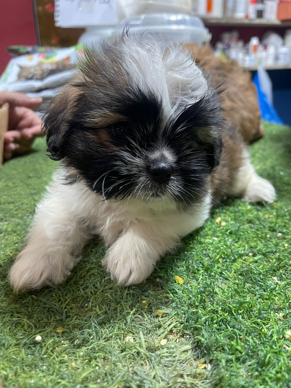 Tres Cariñosos y Hermosos Peluditos Foto 7306448-2.jpg