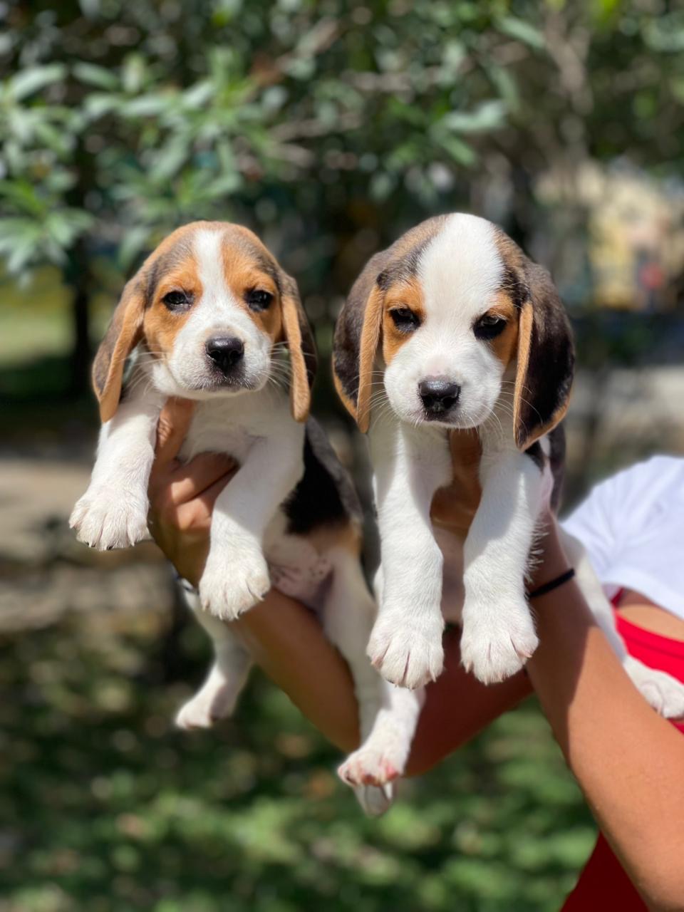 Beagle.  Macho  Foto 7306468-2.jpg