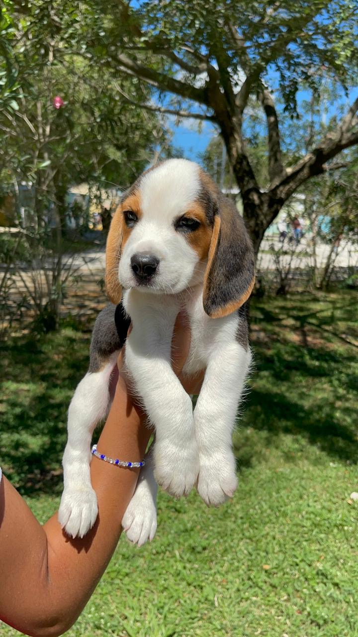 Beagle.  Macho  Foto 7306468-3.jpg