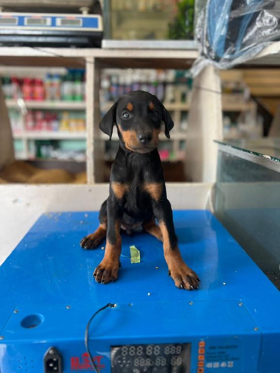 Doberman Ambos Sexos  Foto 7306470-1.jpg