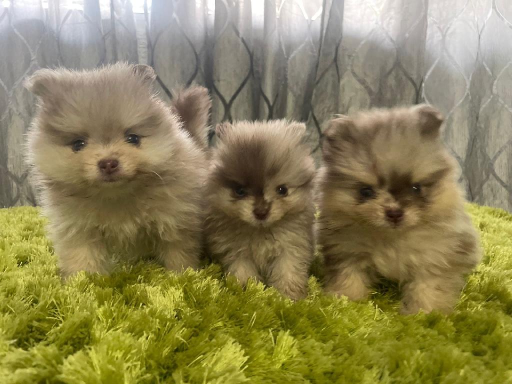 Pomerania Merle Machos  Foto 7306474-1.jpg