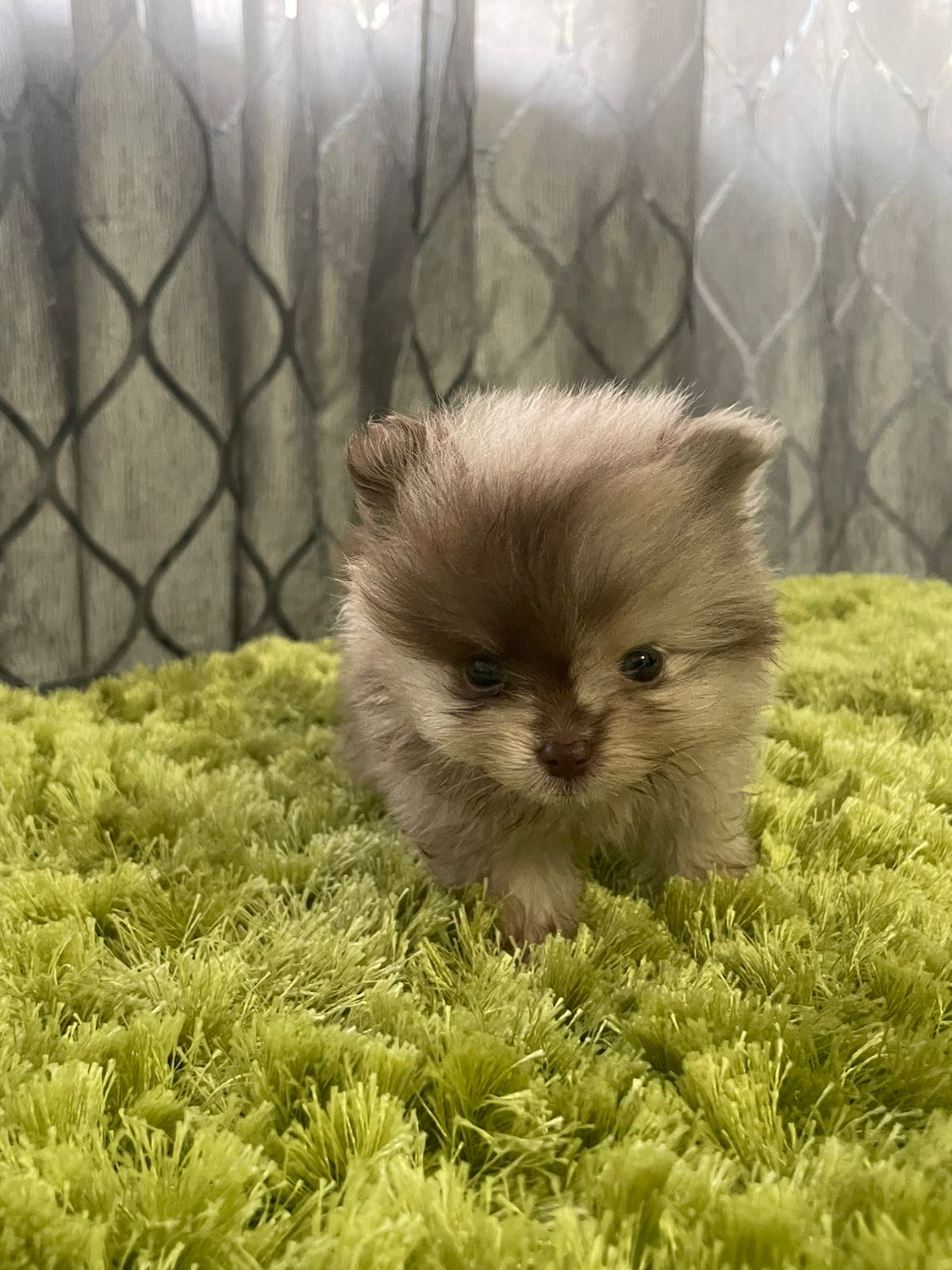 Pomerania Merle Machos  Foto 7306474-2.jpg