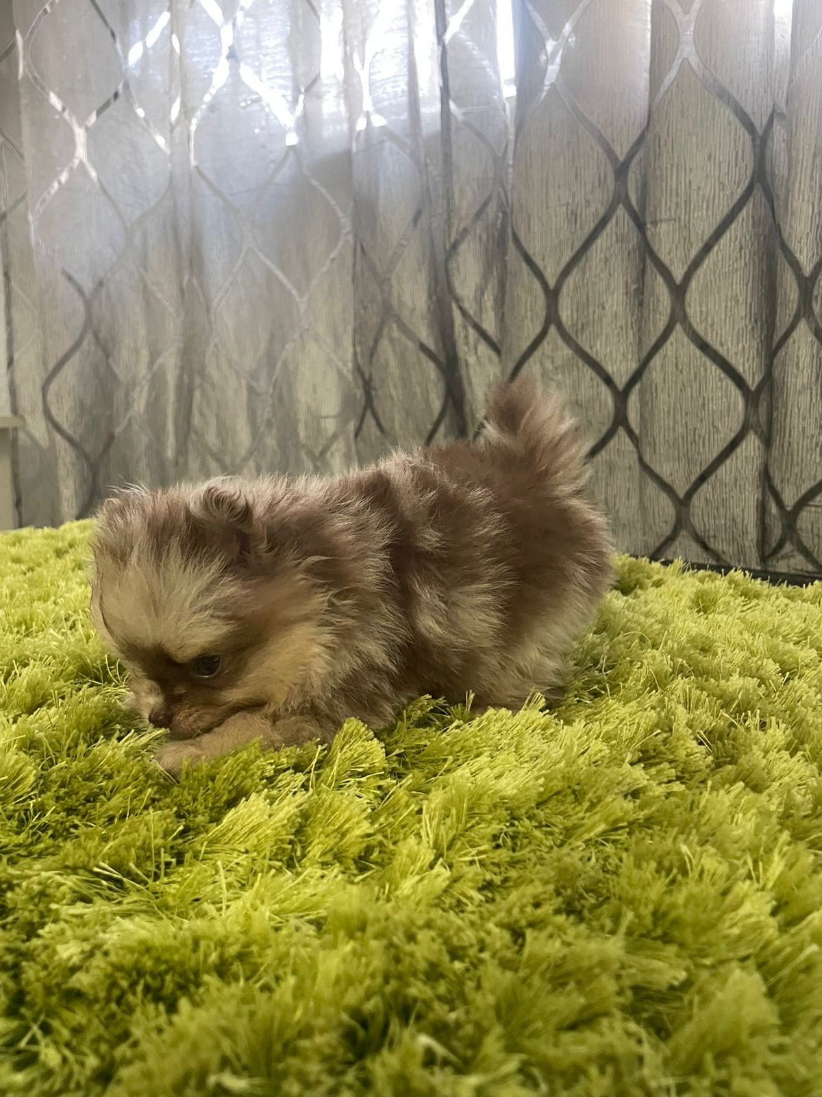 Pomerania Merle Machos  Foto 7306474-3.jpg