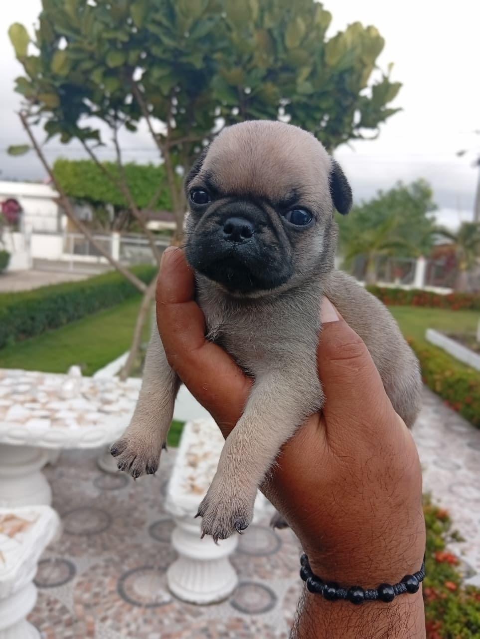 PUG Ambos Sexos  Foto 7306482-1.jpg
