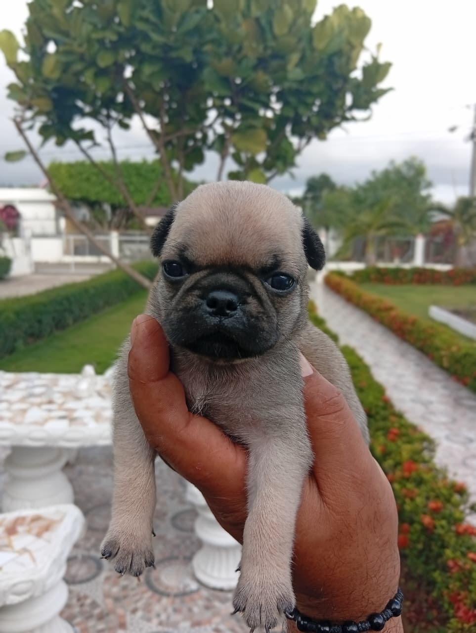 PUG Ambos Sexos  Foto 7306482-2.jpg