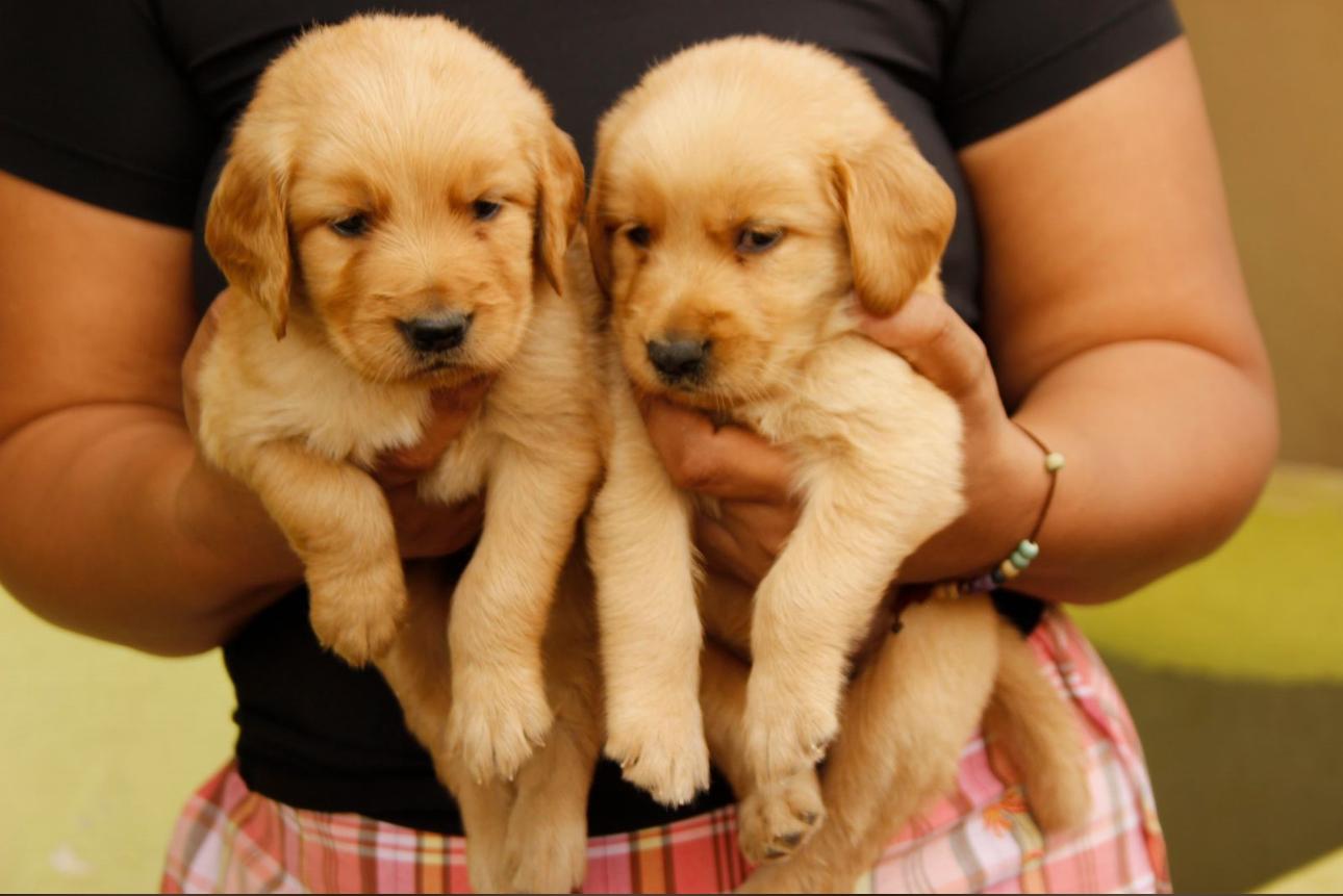Golden Retriever Ambos Sexos  Foto 7306483-2.jpg