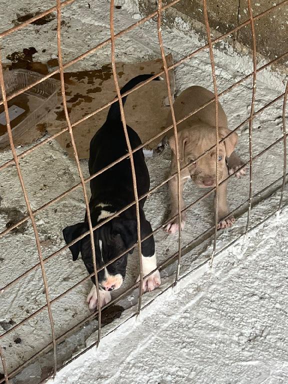OFERTA CACHORRO PITBULL AMBOS SEXO EN SANTO DOMINGO Y VACUNA AL DIA  Foto 7306551-1.jpg