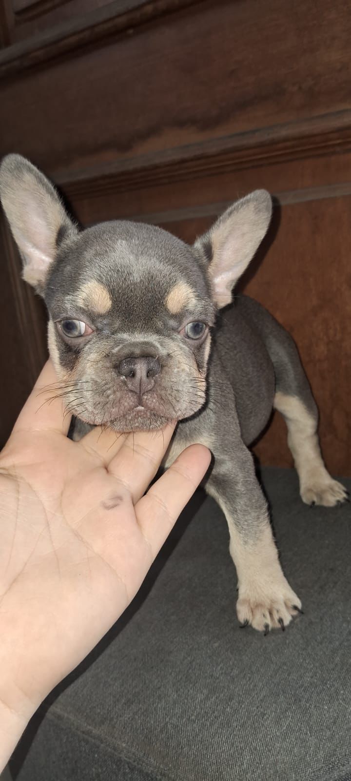 OFERTA CACHORRO BULLDOG FRANCES HEMBRA LILAC AND TAN  CON SU VACUNA AL Foto 7306552-1.jpg