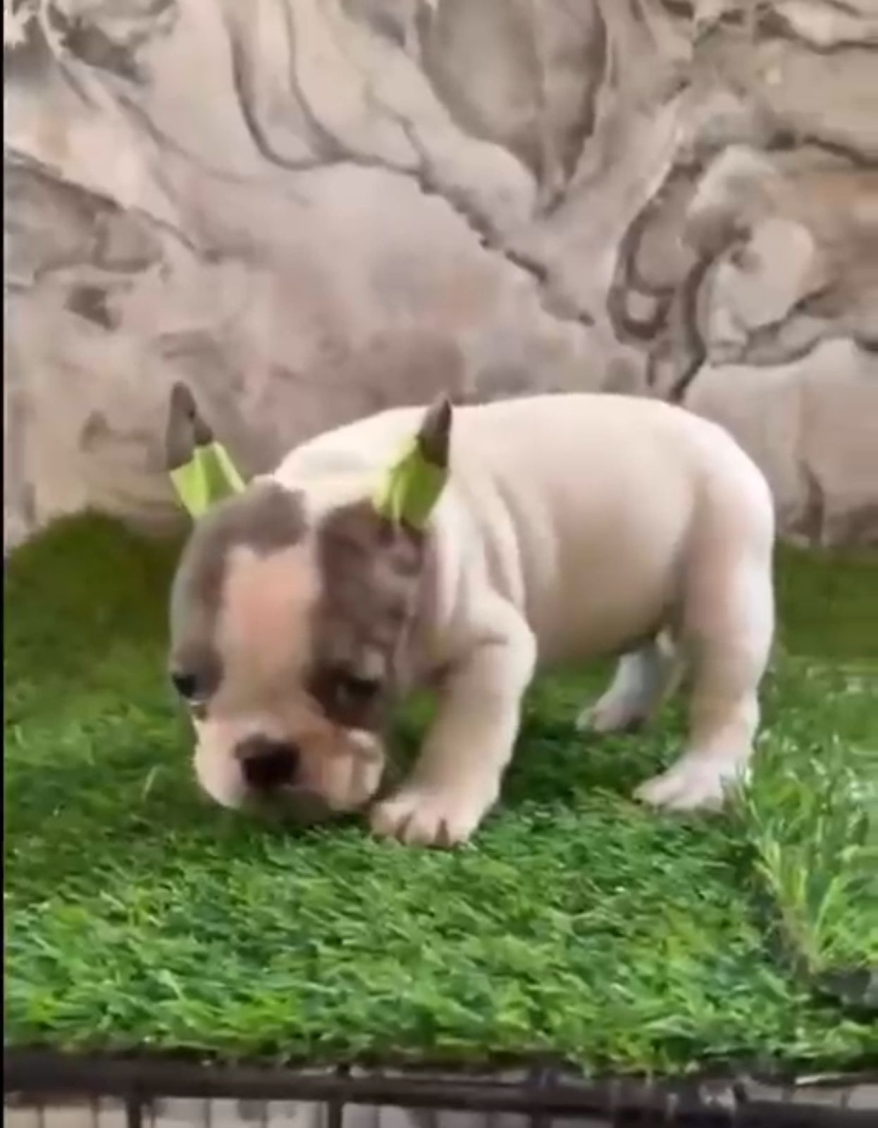 OFERTA CACHORRO BULLDOG FRANCES HEMBRA MERLE CON SU VACUNA AL DIA  Foto 7306554-1.jpg