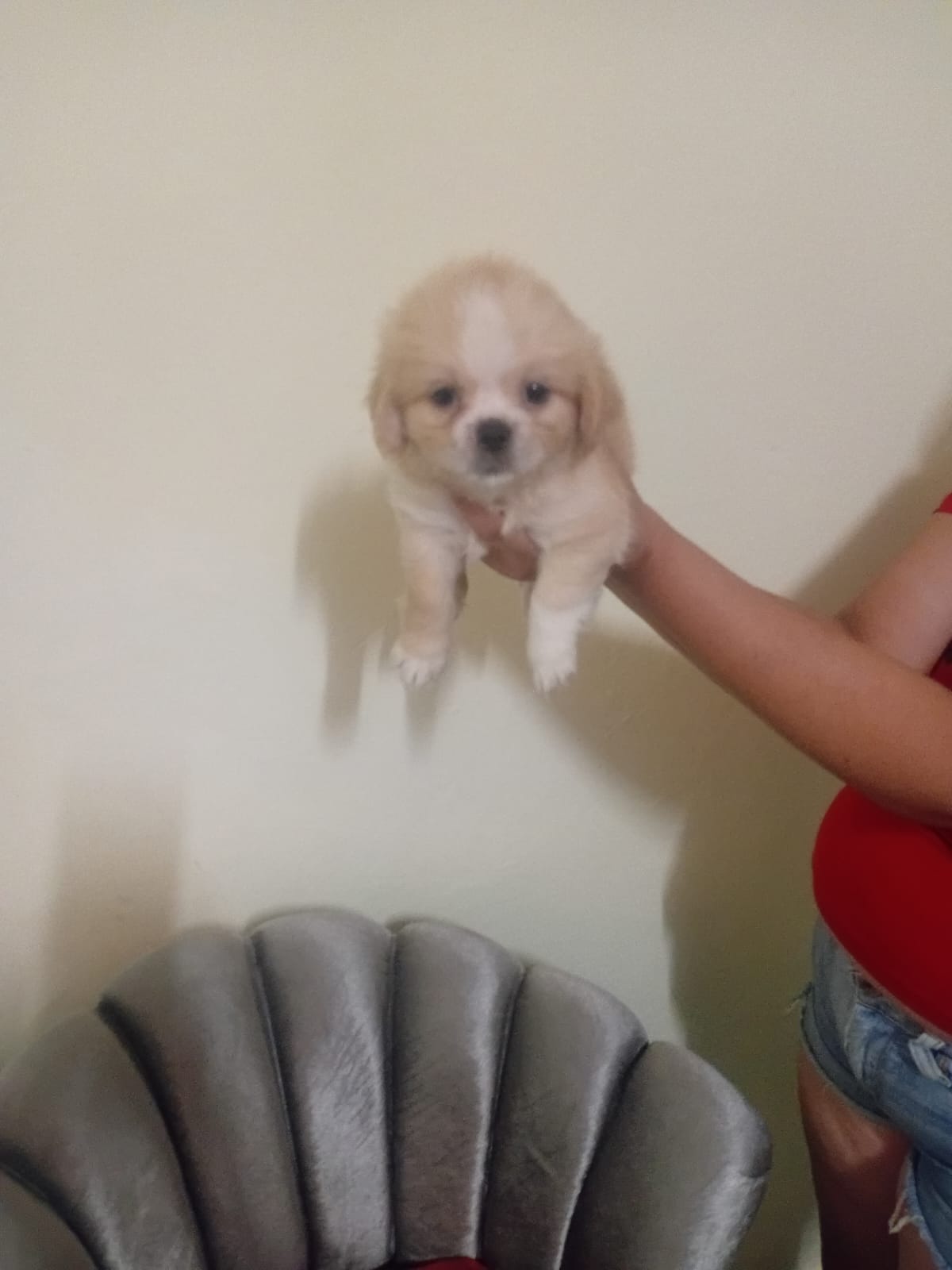 OFERTA CACHORRO SHIPOO AMBOS SEXO EN SANTO DOMINGO Y VACUNA AL DIA  Foto 7306555-1.jpg