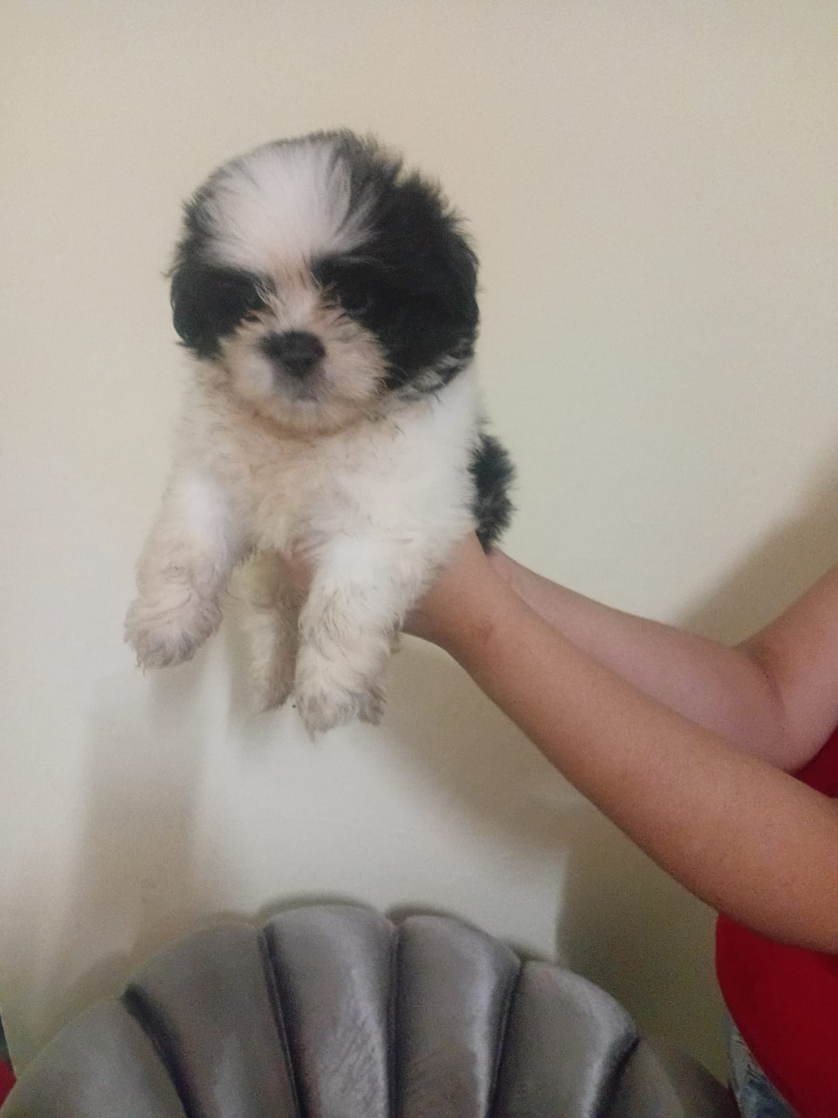 OFERTA CACHORRO SHIPOO AMBOS SEXO EN SANTO DOMINGO Y VACUNA AL DIA  Foto 7306555-2.jpg