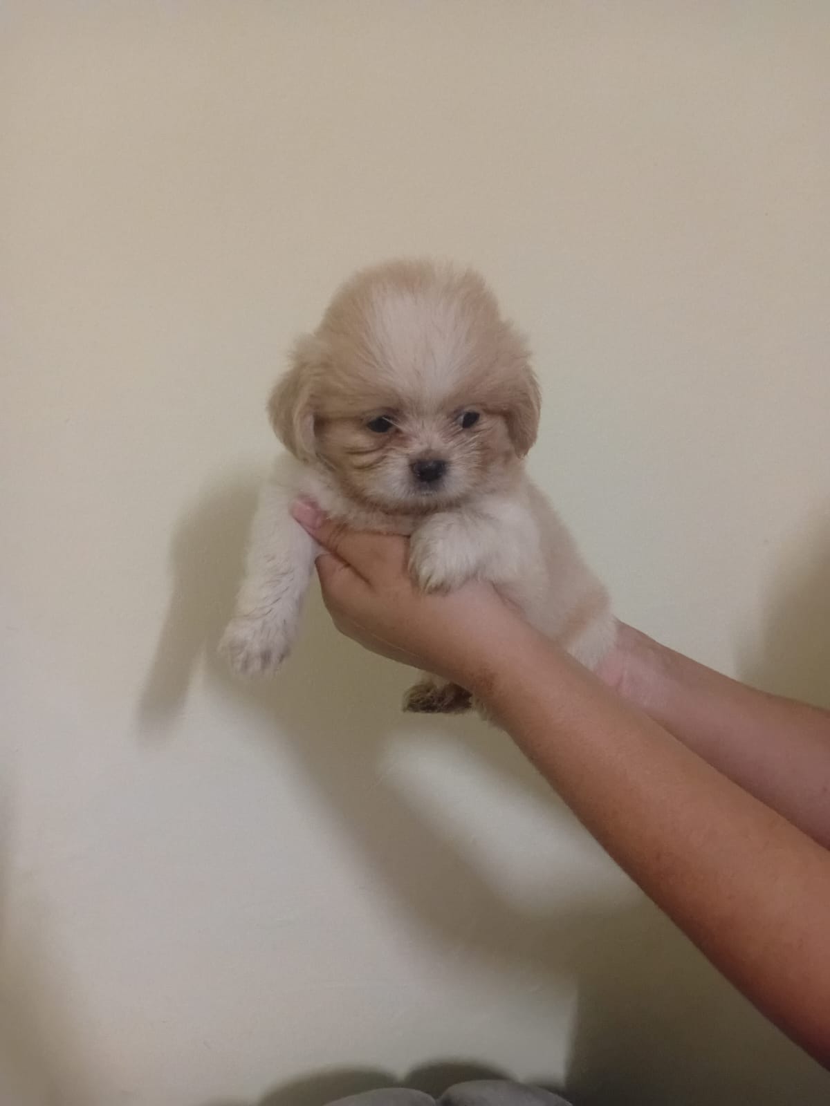 OFERTA CACHORRO SHIPOO AMBOS SEXO EN SANTO DOMINGO Y VACUNA AL DIA  Foto 7306555-3.jpg