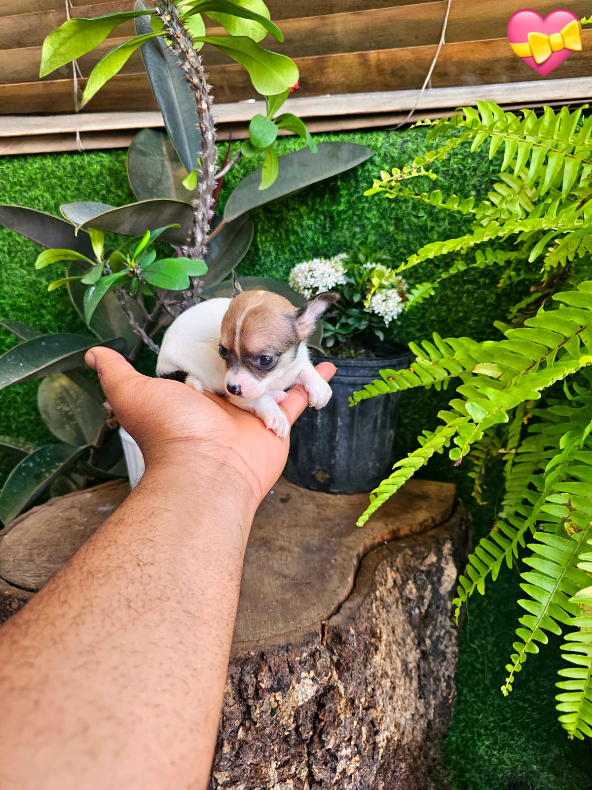 OFERTA CACHORRO CHIHUAHUA MINI MINI AMBOS SEXO EN SANTO DOMINGO Y VACU Foto 7306694-2.jpg