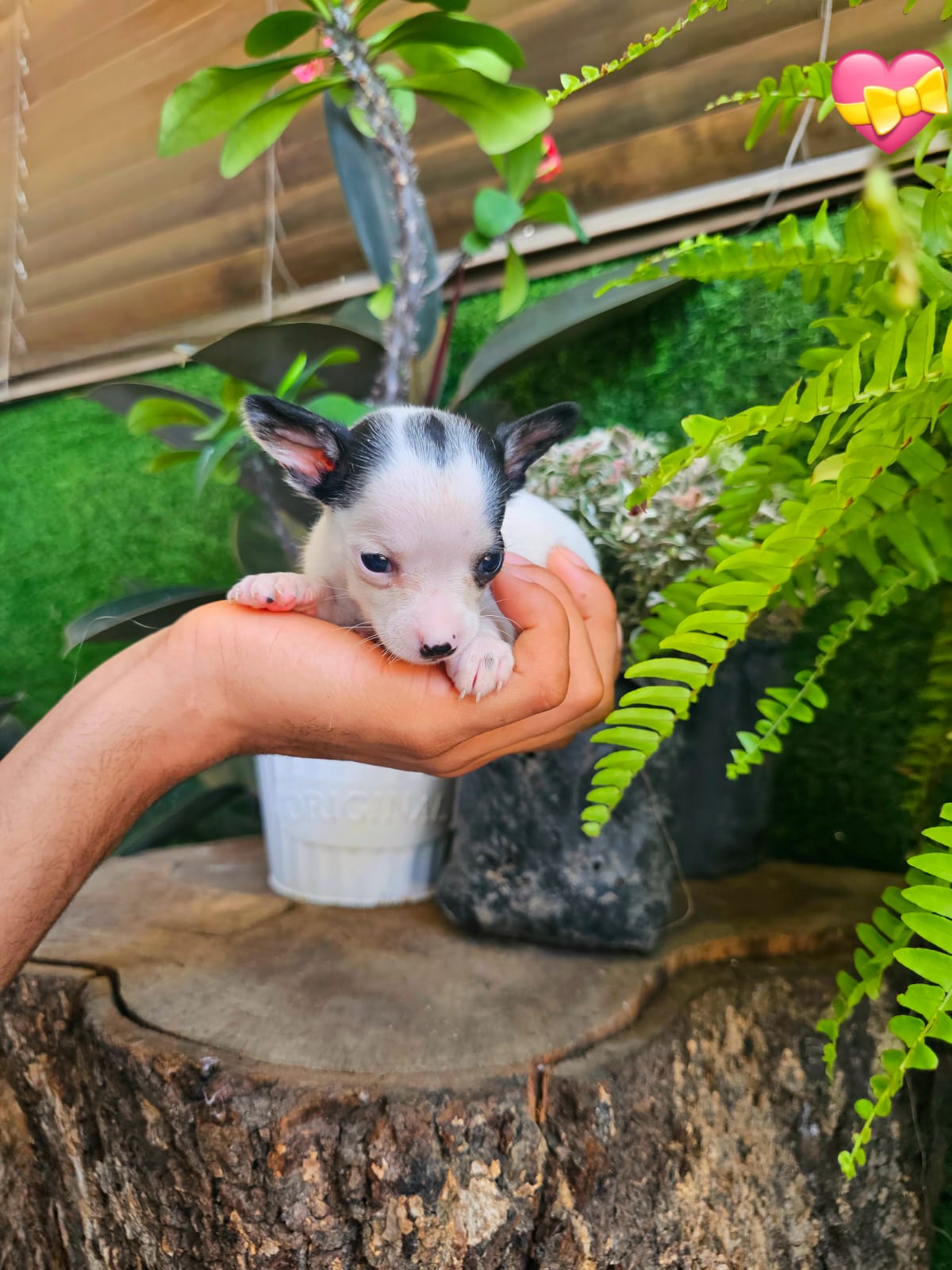 OFERTA CACHORRO CHIHUAHUA MINI MINI AMBOS SEXO EN SANTO DOMINGO Y VACU Foto 7306694-3.jpg