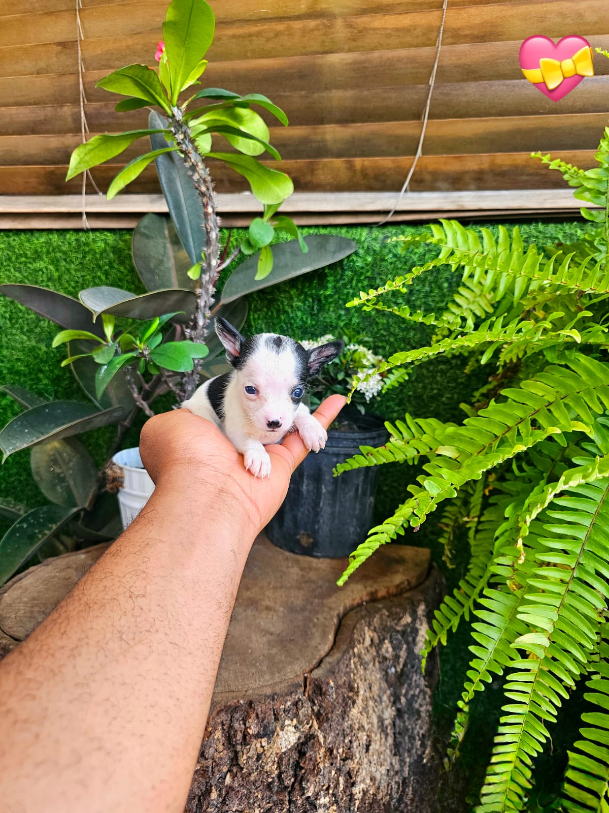 OFERTA CACHORRO CHIHUAHUA MINI MINI AMBOS SEXO EN SANTO DOMINGO Y VACU Foto 7306694-4.jpg
