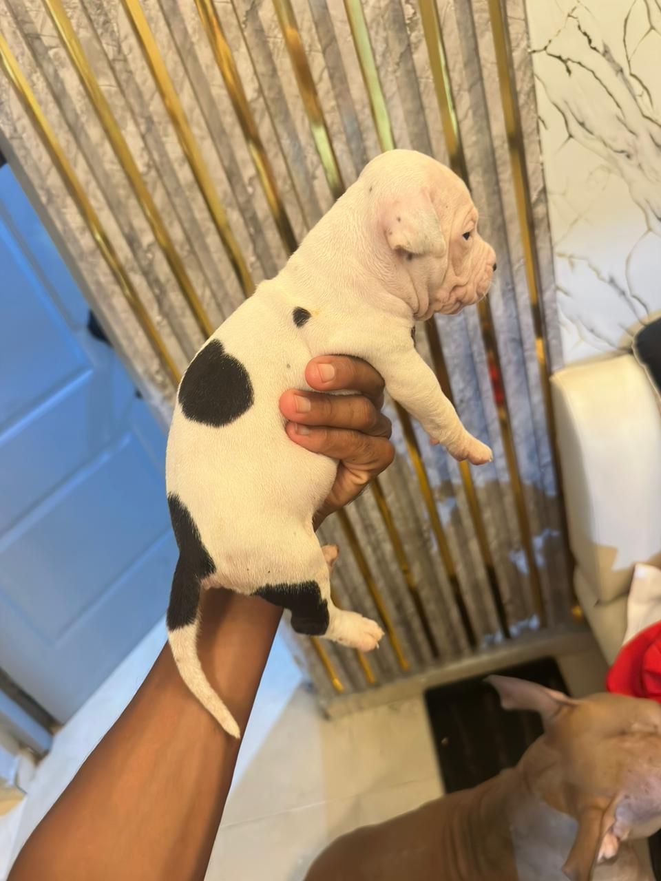 OFERTA CACHORRO PITBULL MACHO EN SANTO DOMINGO Y VACUNA AL DIA  Foto 7306695-2.jpg