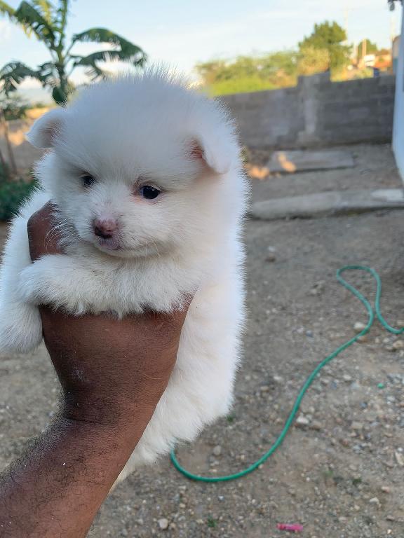 OFERTA CACHORRO POMERANIA MACHO EN SANTO DOMINGO Y VACUNADA Foto 7306696-1.jpg