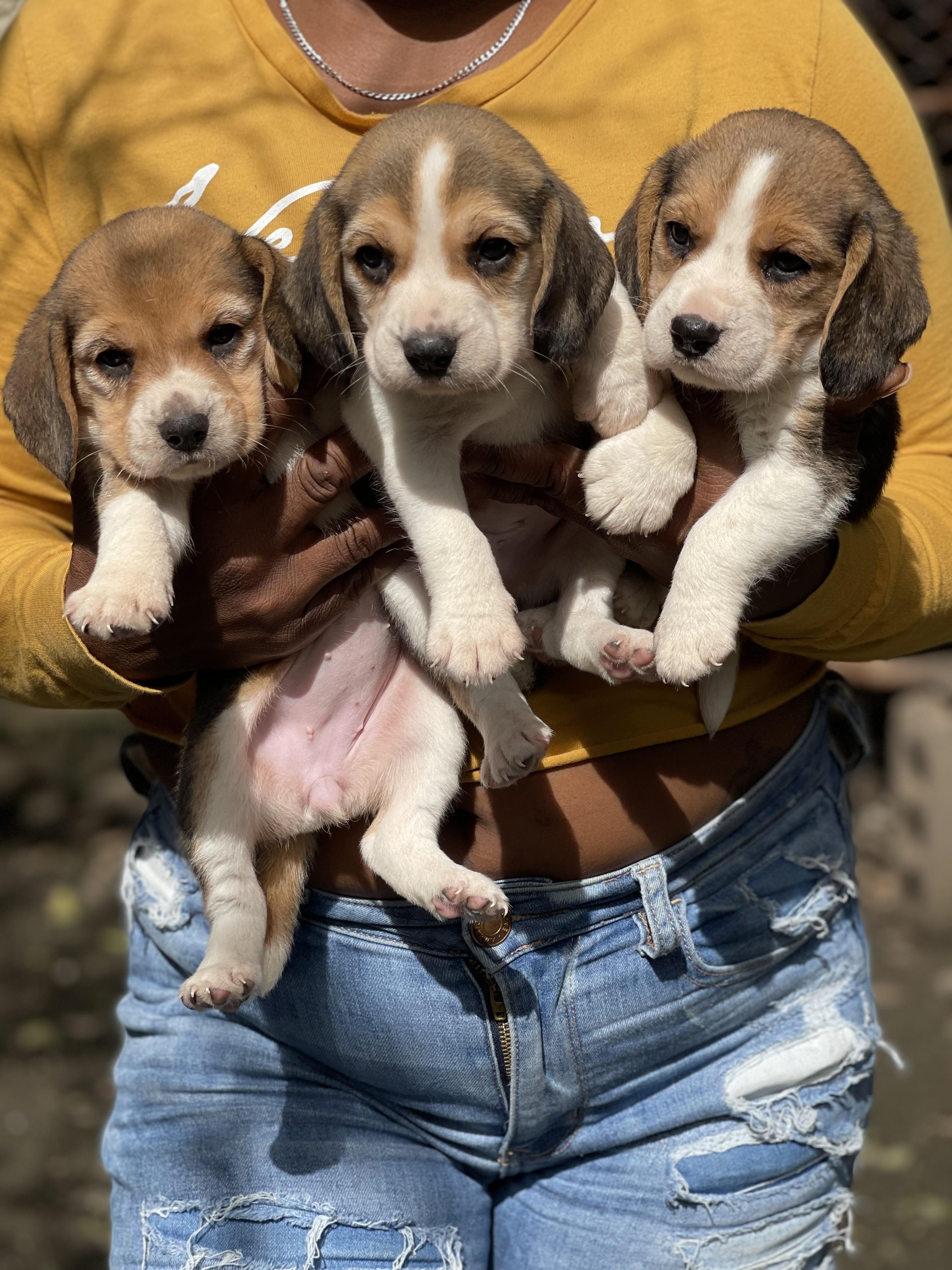 Cachorros beagles  Foto 7306800-2.jpg